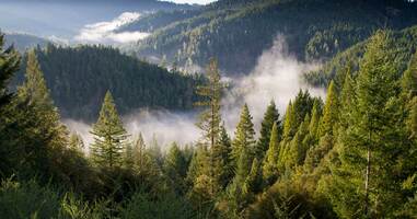 Ancient Forest Alliance and how Elastic Email supports the protection of trees