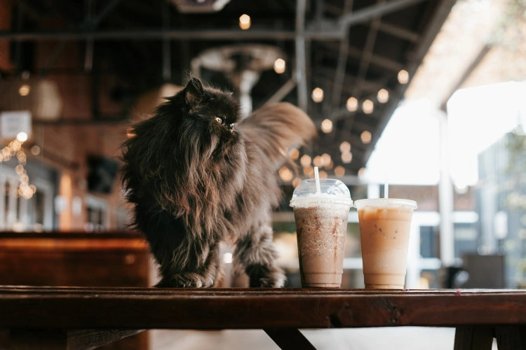 19 Top Pet Influencers for 2023