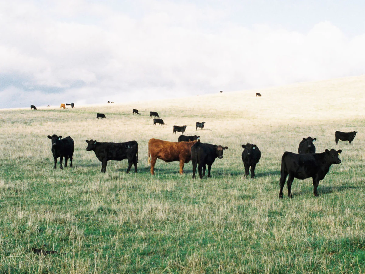 Why I See Meat-Eating As A Feminist Issue-And I Wish More Women Did