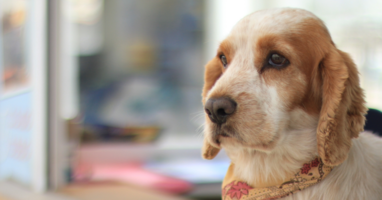 Thrive Vet Case Study | Affordable Vet Care | Birdeye | Case Study