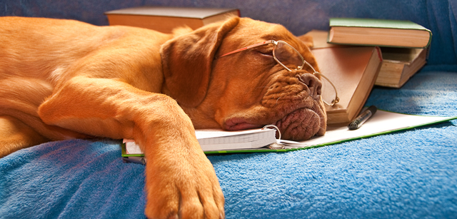 Keeping your B2B sales team motivated during the dog days of summer