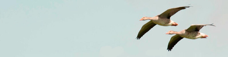 How to Handle Repeat Transactions in Google Analytics