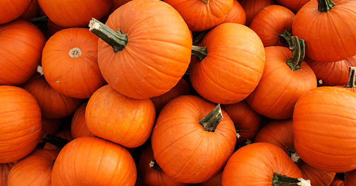6 Tips to Make the Most of the Pumpkin Craze