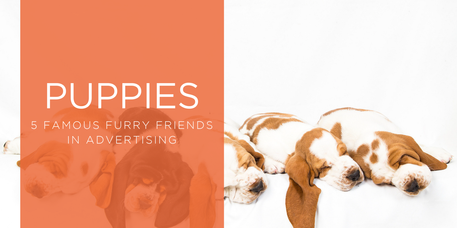 5 Famous Puppies in Advertising