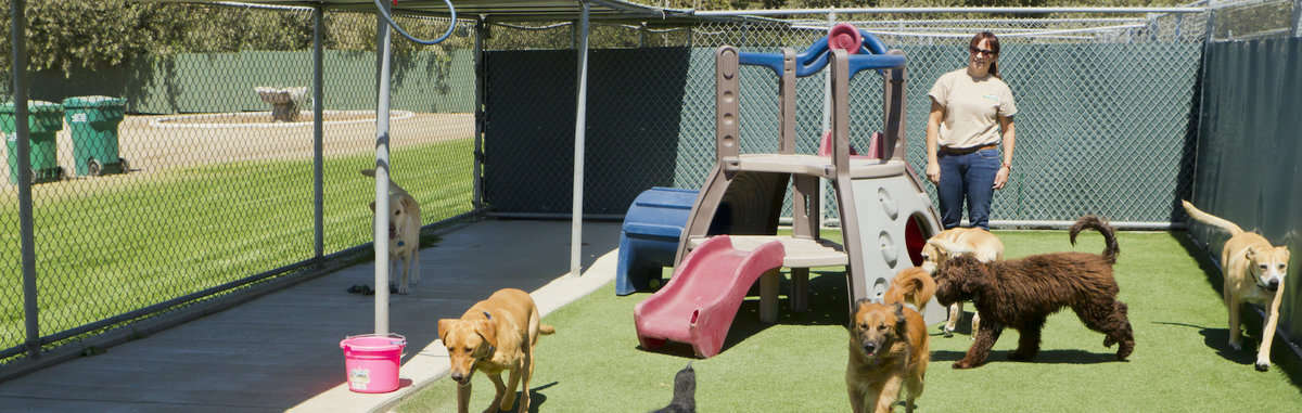 3 Purrfect Promotions Ideas for Pet Services