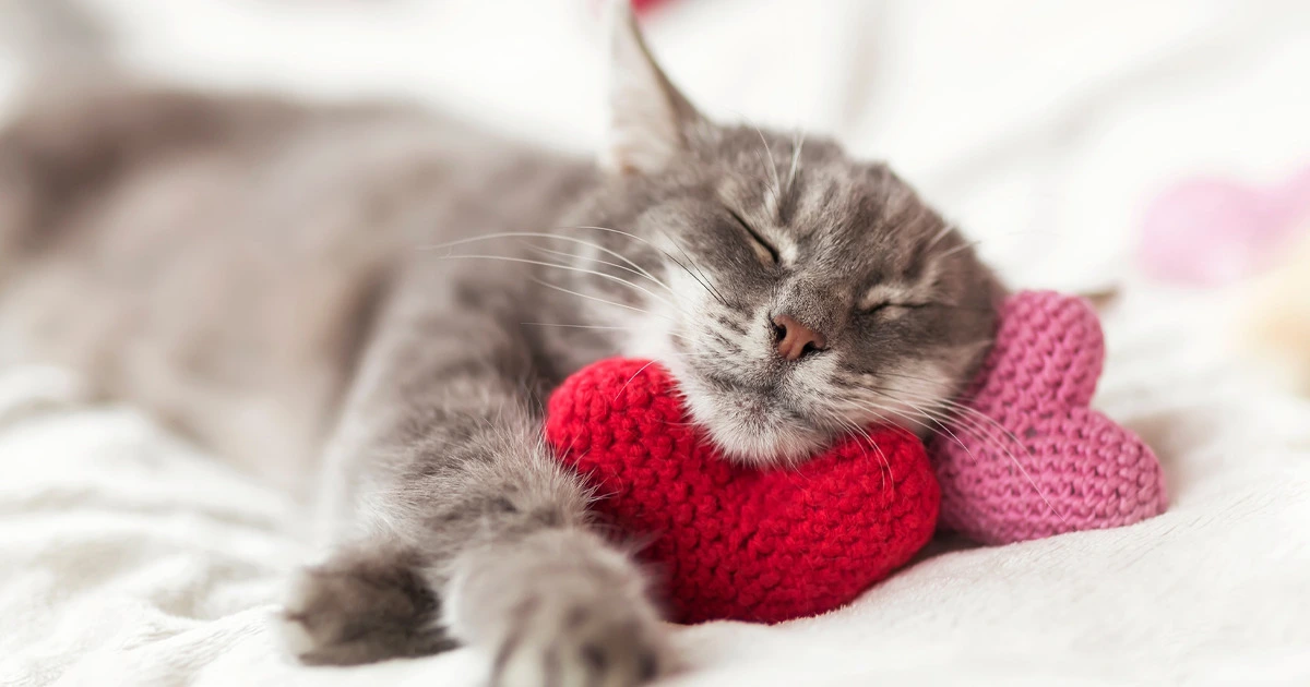 February Holidays and Newsletter Ideas - 2022