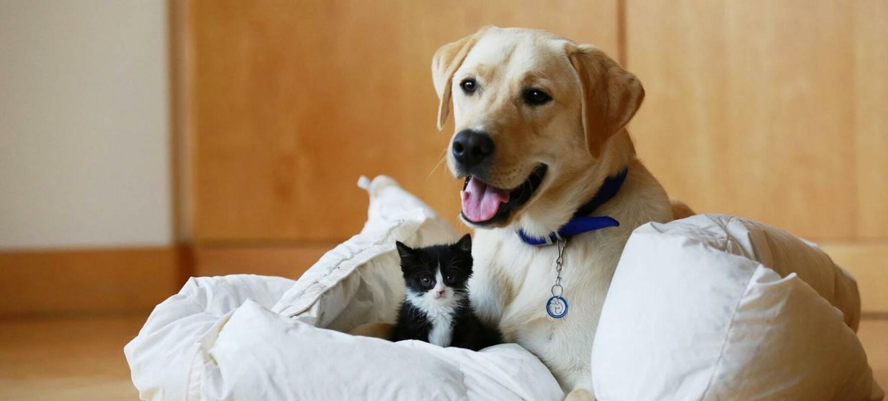 Battersea Dogs & Cats Home