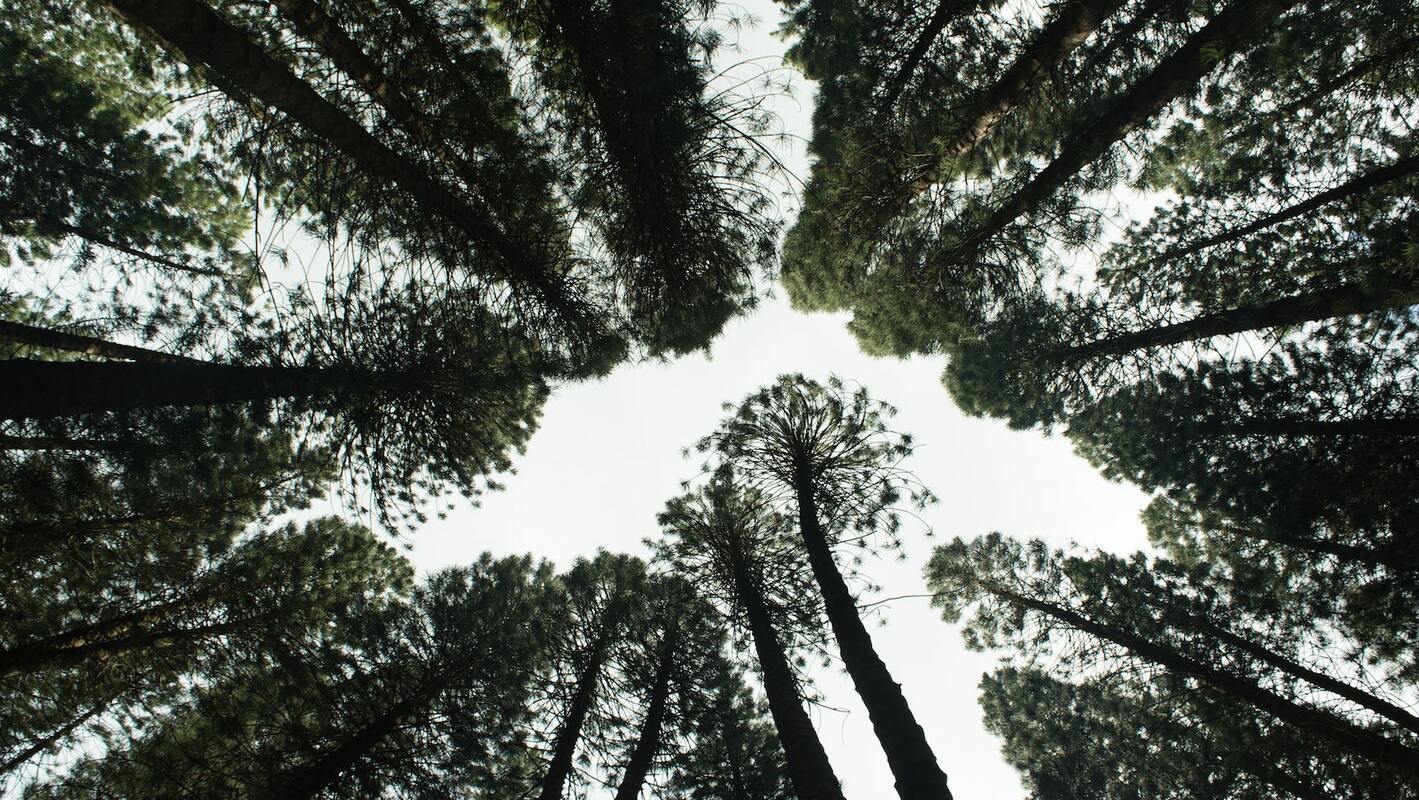 What is Carbon-Neutral Shipping & How to Achieve It