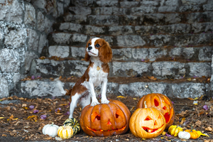 13 of the Best Halloween Marketing Ideas for Small Businesses