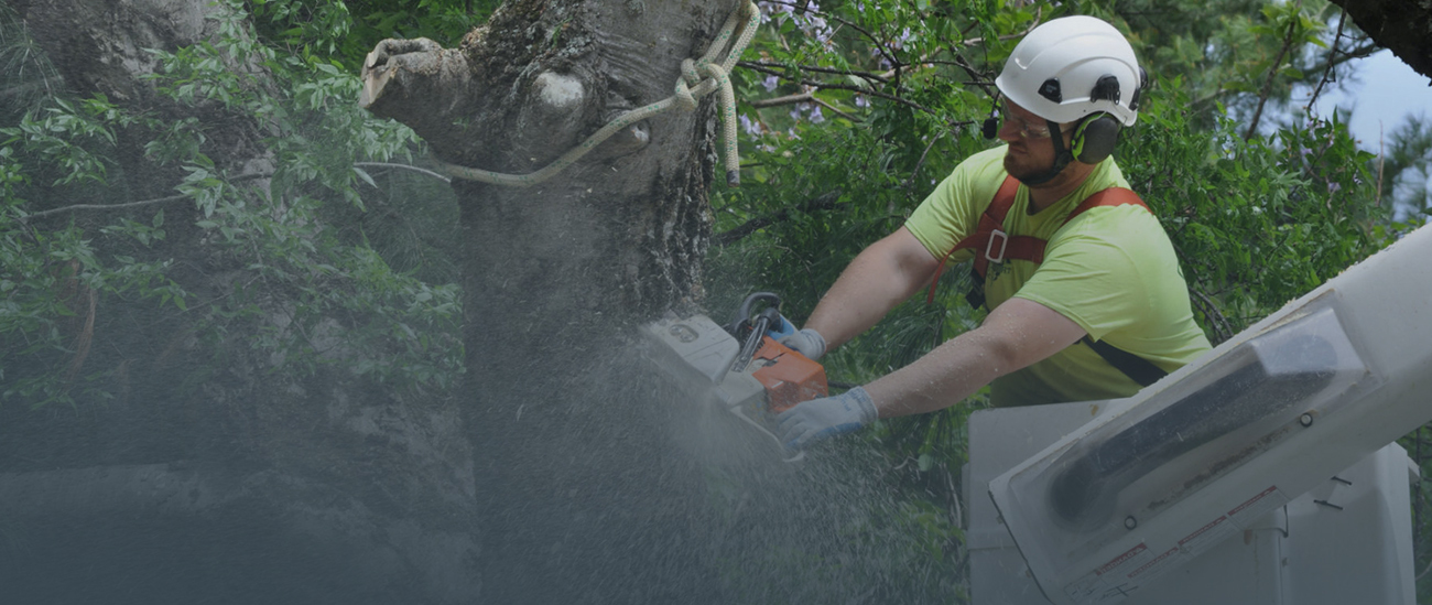 MyTreeMan Tree & Stump Removal