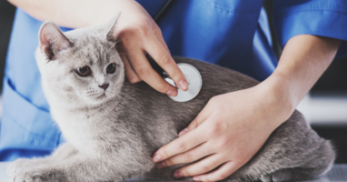 HillCrest Animal Hospital Case Study | Emergency Pet Hospital | Case Study