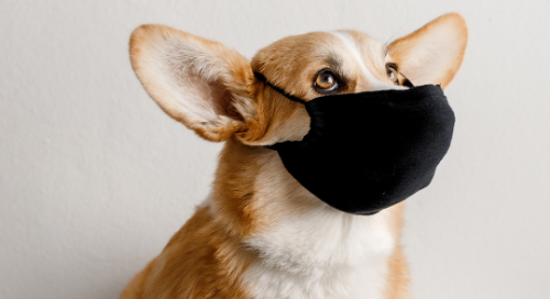 Research Shows Unexpected Benefit of COVID-19: Better Meetings