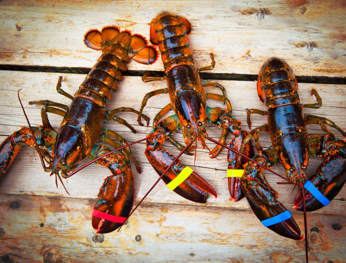 Creative Agencies, Want to Win & Keep Clients? Be the Lobster