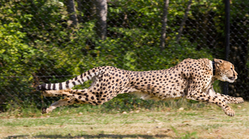 Five ways to speed up Drupal 8 sites