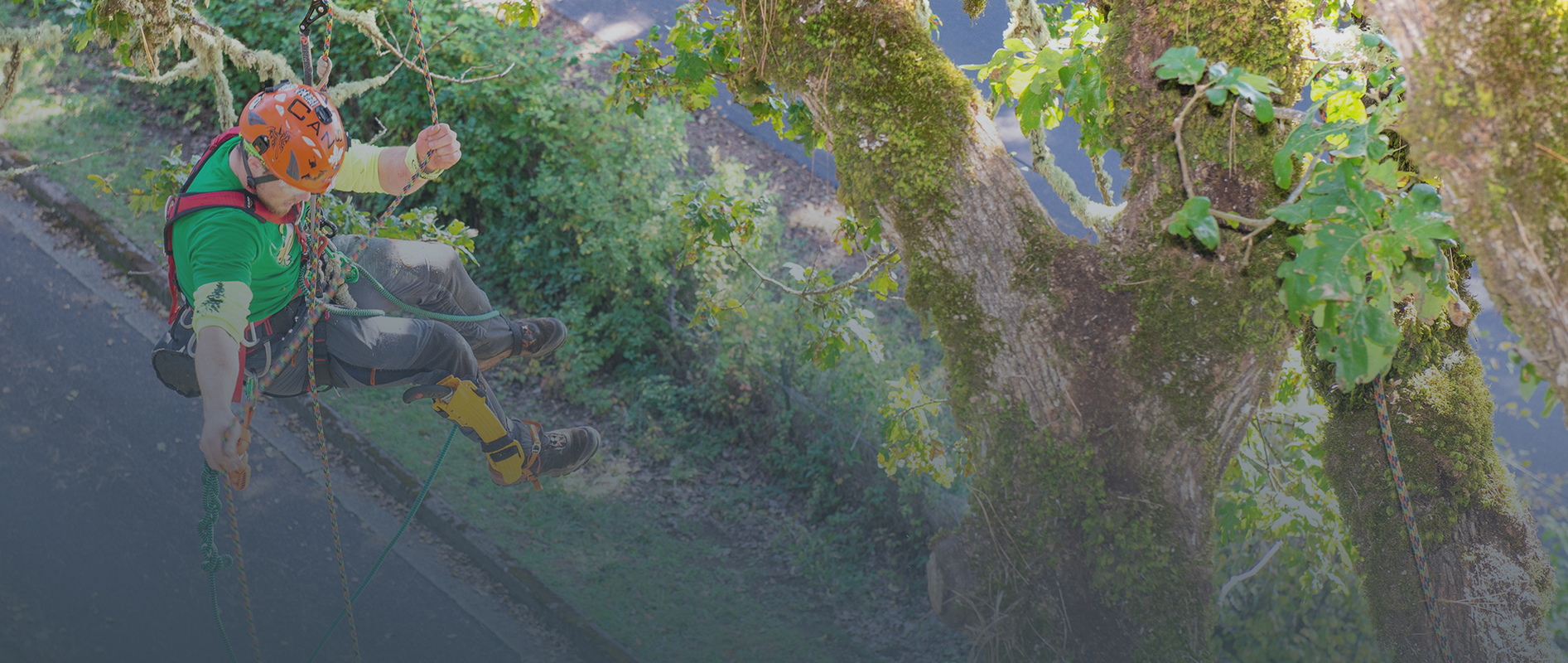 Customer Success: Arboriculture