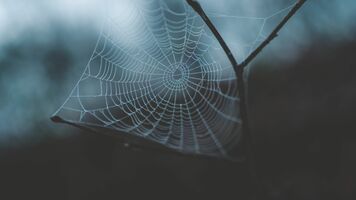 How to Use Video on Websites