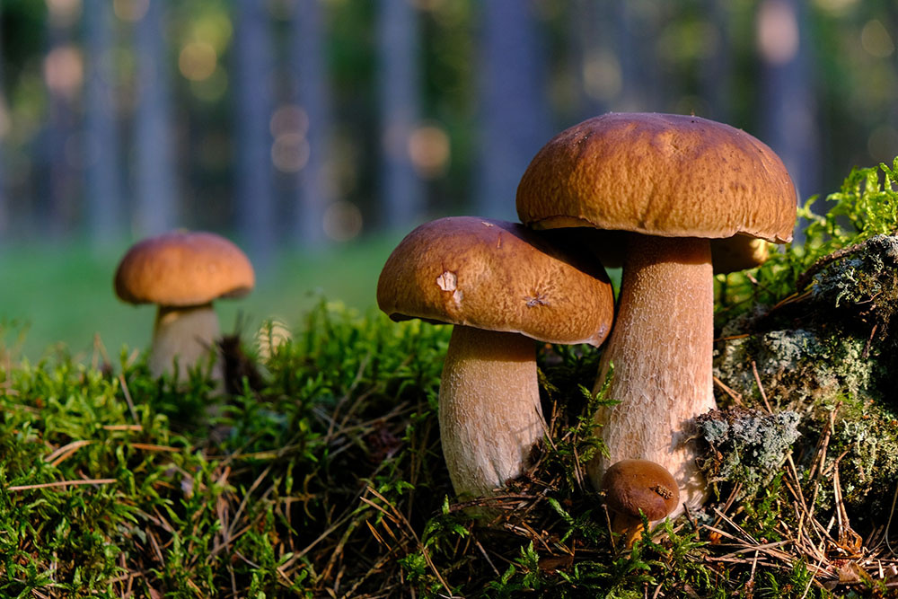 What human salespeople can learn from fungal "sales associates"