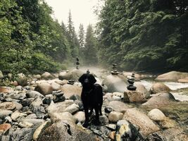 How I Bring My Dog With Me While Traveling The World and Working Remotely