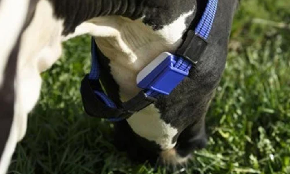 Texting till the Cows Come Home