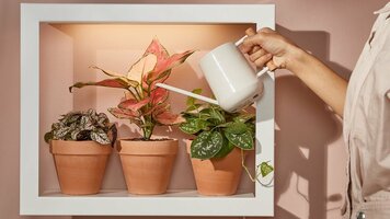 How DTC plant companies are educating newbies with video