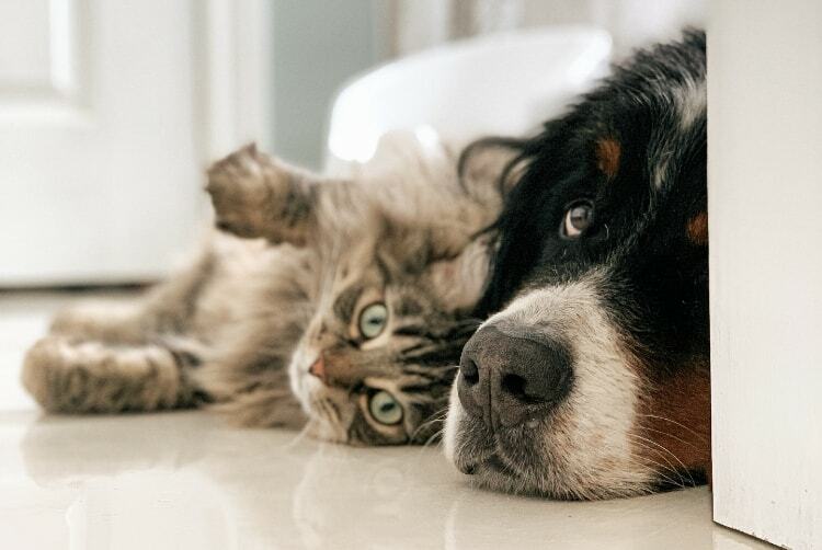 14 Pet Brands Looking for Dog & Cat Loving Influencers