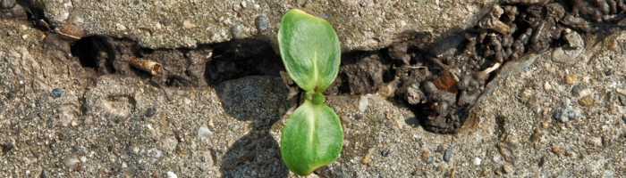 4 Ways for Leaders to Build Resilience