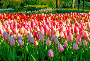 Social Media Meets Tulip Mania