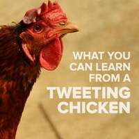 What You Can Learn from a Tweeting Chicken