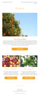Free Responsive Email Templates | SendGrid