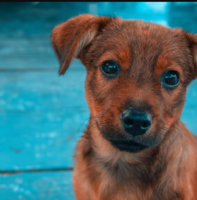 Unleashing pet insurance growth | Acoustic Digital Experience Blog