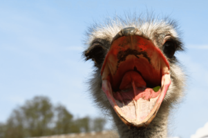 How To Write The Perfect Product Feedback Policy