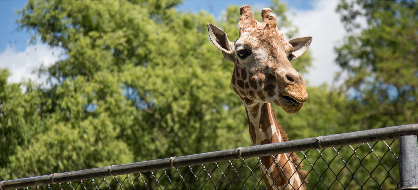 What Lincoln Park Zoo Learned About Live Stream Best Practices