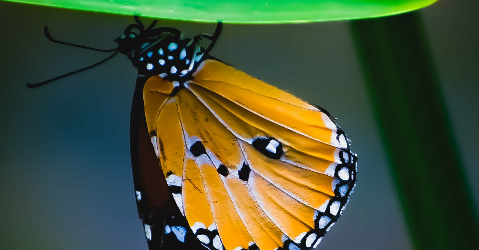 SaaS Demo Environments - A Maturity Model – Reprise