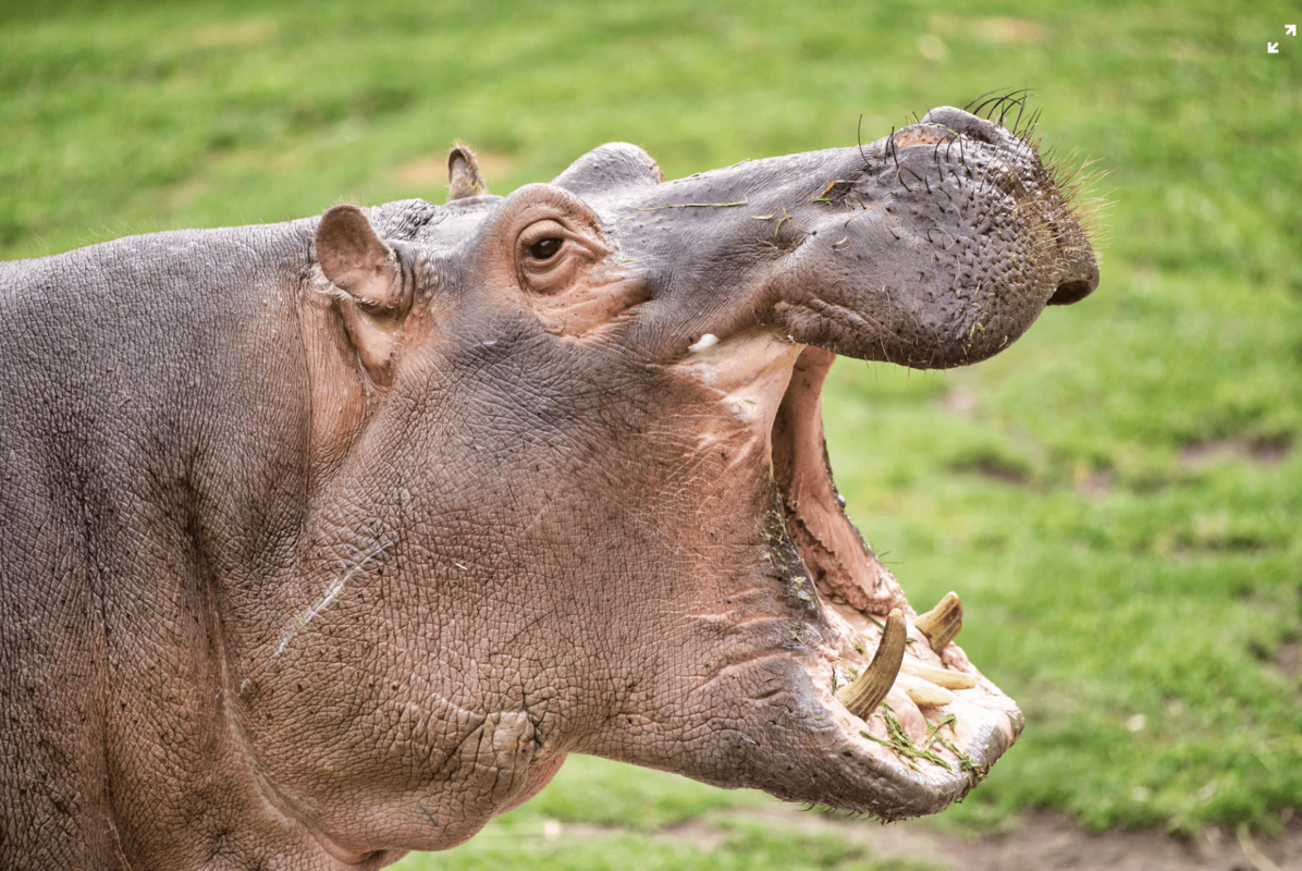 What Hippos Have to do With Your Software Product - Pendo Blog