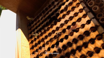 Embracing a new digital market with Zoho One – Crown Bees' Story