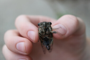 Reflections on a Podcast Launch & the Lost Season