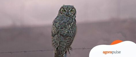 Hootsuite Pricing Revealed: How Much Does Hootsuite Really Cost?