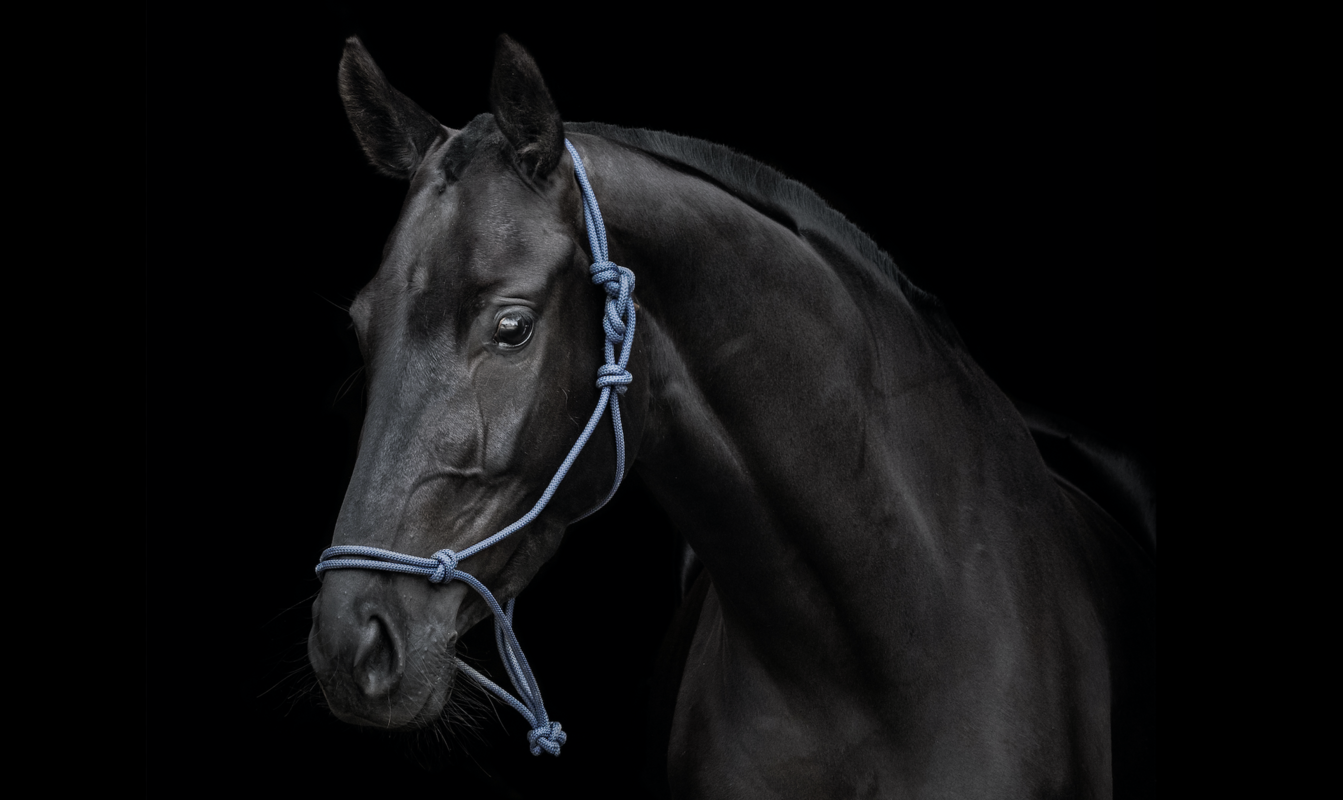 How to Beat Your Competition: Always Bet on the Dark Horse