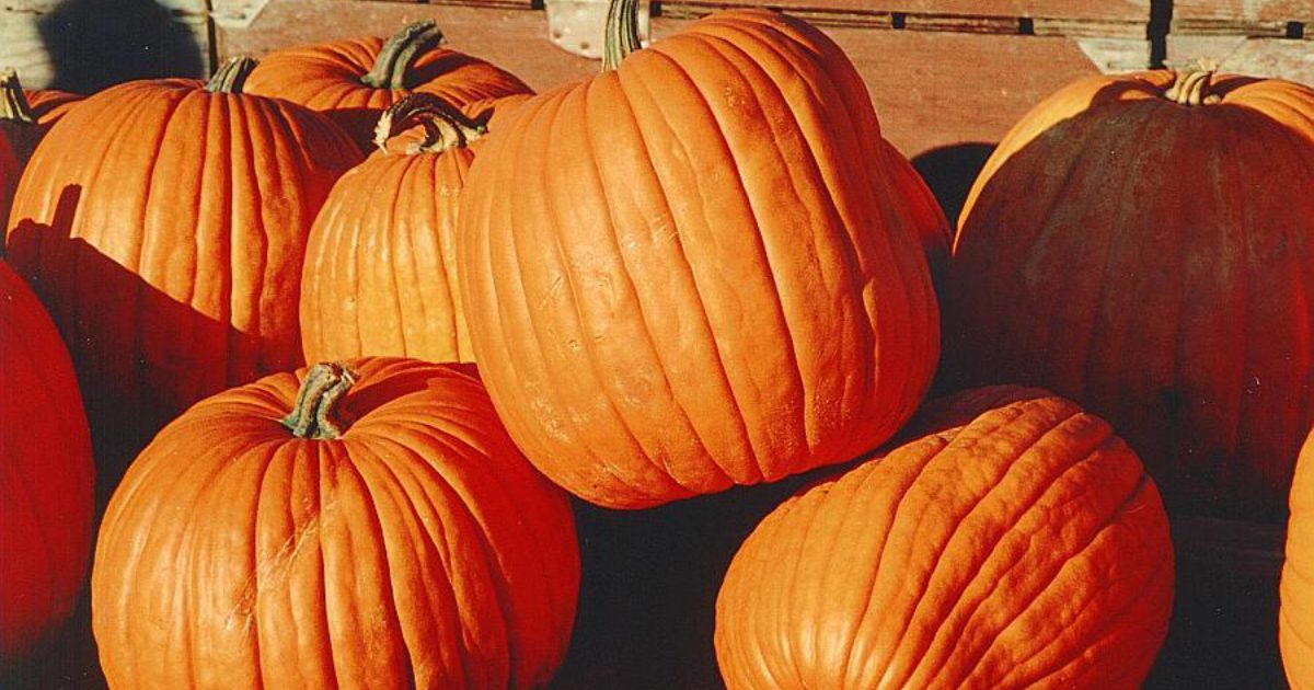 Happy SAL-loween! Don't Get Spooked by the End of Your Month