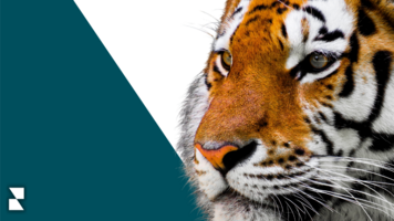 Tiger King 2: Breaking Down Carole Baskin's Reputation - Reputation