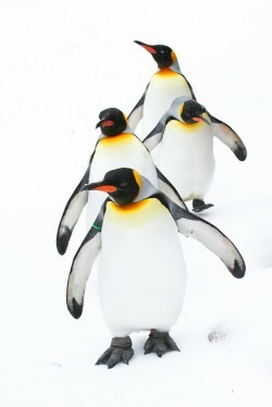 Does Google's Penguin 3.0 Have a Bite?