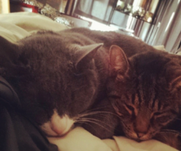 3 Things My Cats Taught Me About PPC