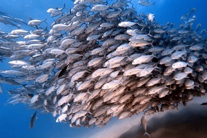 Underneath Complex Sales Are Simple Rules