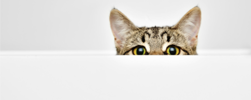 6 reasons curiosity is essential for every marketer