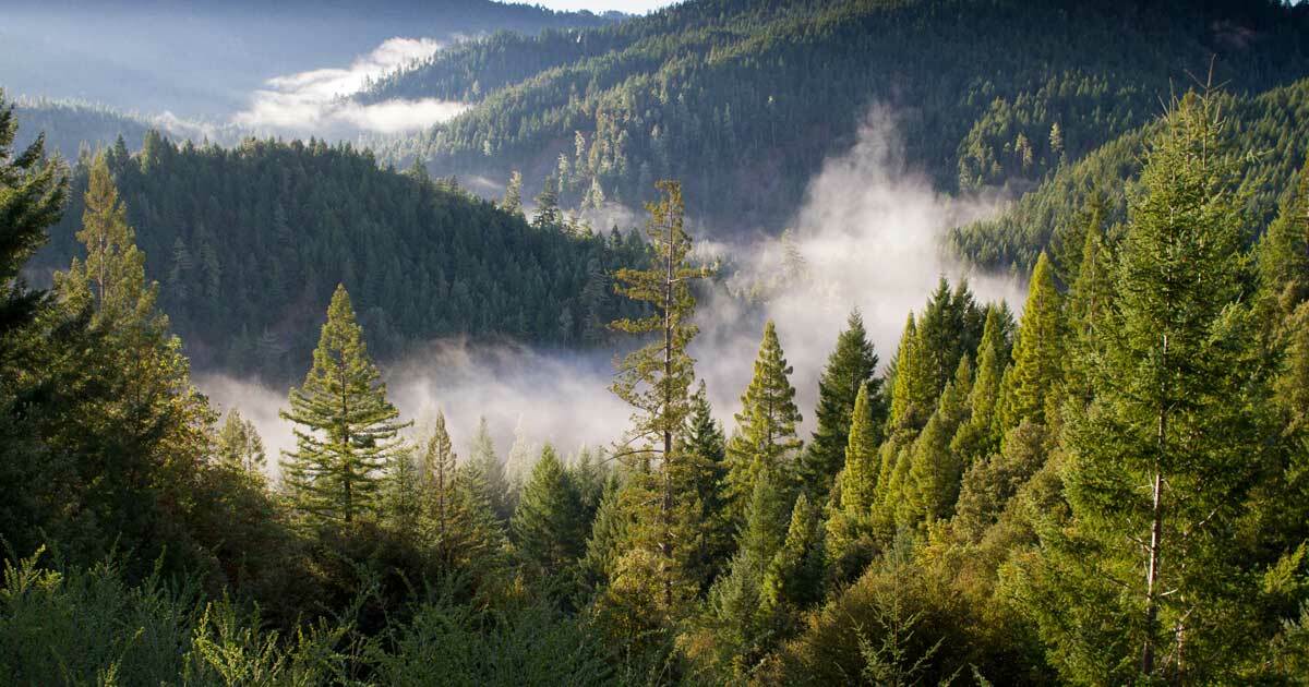 Ancient Forest Alliance and how Elastic Email supports the protection of trees