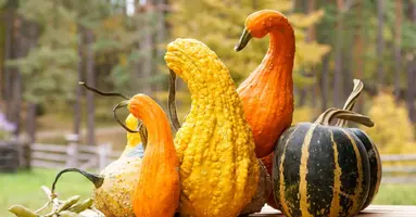 96 Gourd-geous November Content Ideas for a Bountiful Fall
