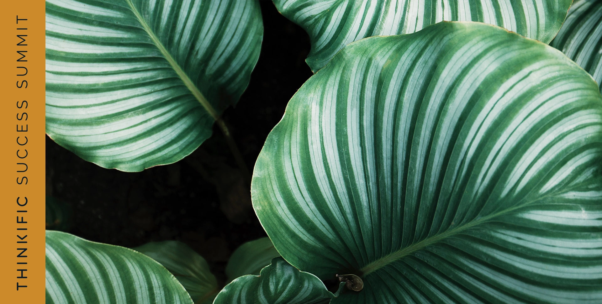 Liz Willits: The Best Email Marketing Strategy To Sell Your Online Course