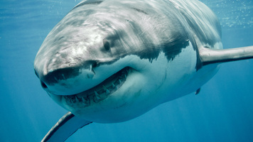 Rapid Sales Enablement: How to Move Like There's a Shark Hunting You