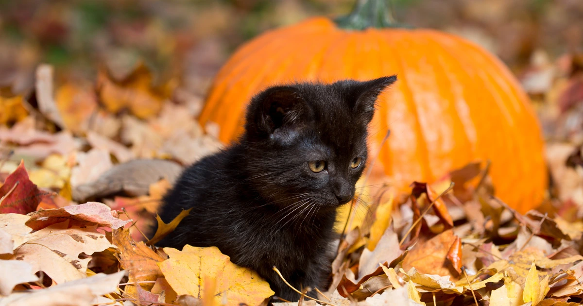 October Holidays and Newsletter Ideas - 2022