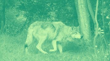 Tips for Cultivating a Hunter's Mentality in Sales